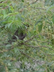 Corvus corone