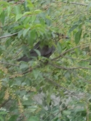 Corvus corone