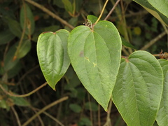 Smilax tomentosa