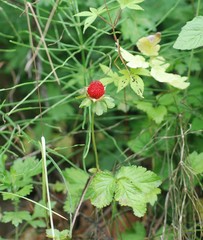Potentilla hebiichigo