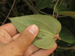 Smilax tomentosa
