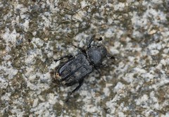 Clinterocera scabrosa