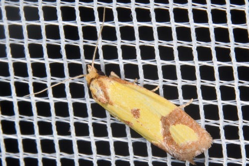 Knapweed Root Moth, Dera-szurdok, Csobánka, 2014 Hungary, photo 6 of 10