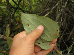 Smilax tomentosa
