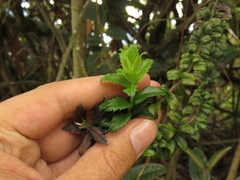 Baccharis bogotensis