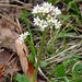 Micranthes virginiensis - Photo (c) engleton, algunos derechos reservados (CC BY-NC), uploaded by engleton