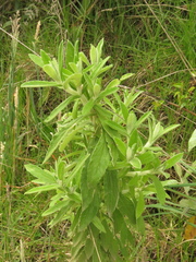 Pseudognaphalium elegans