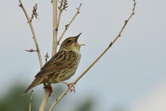 Locustella lanceolata