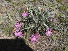 Psephellus sibiricus