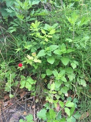 Potentilla hebiichigo