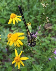 Ophiogomphus mainensis
