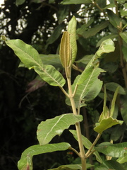 Ageratina asclepiadea