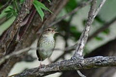 Locustella lanceolata