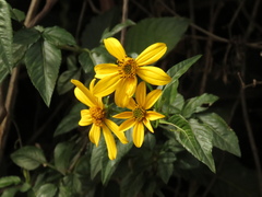 Bidens rubifolia
