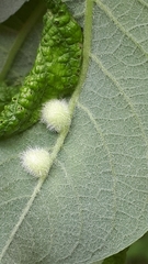Euura pedunculi