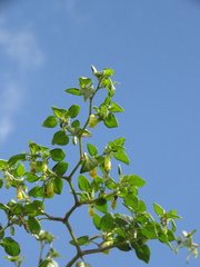 Salpichroa tristis