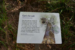 Allocasuarina decussata