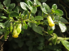 Salpichroa tristis
