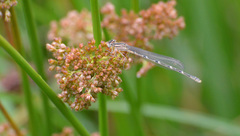 Enallagma carunculatum