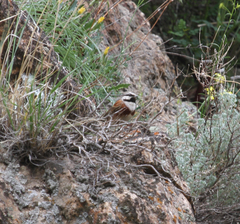 Emberiza stewarti