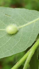 Euura pedunculi