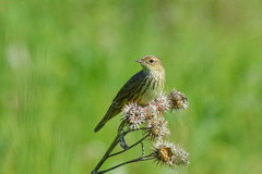 Locustella lanceolata