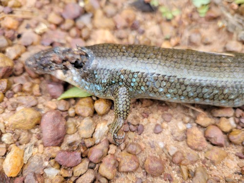 Fire-sided Skink