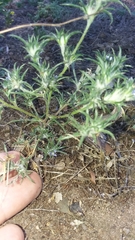 Eriastrum filifolium