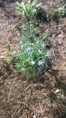 Eriastrum filifolium