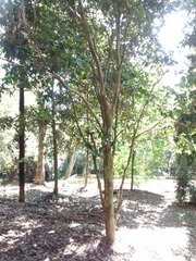 Plinia edulis