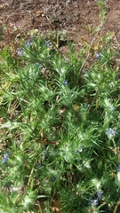 Eriastrum filifolium