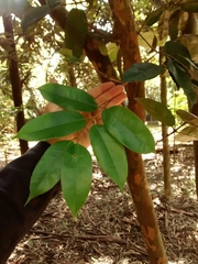 Plinia edulis