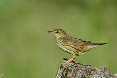 Locustella lanceolata