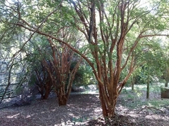 Plinia cauliflora