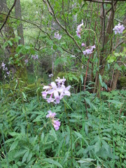 Cardamine bulbifera