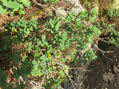 Lonicera villosa