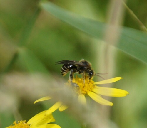 European Yellow Loosestrife Bee, Groesbeek, Netherlands, photo 7 of 10