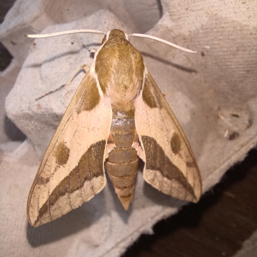 Hyles euphorbiae