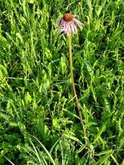 Echinacea pallida