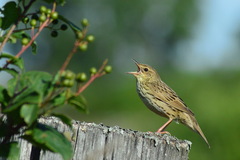 Locustella lanceolata