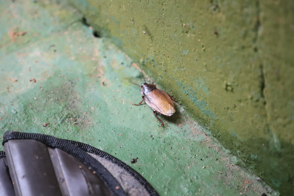 Eublaberus variegatus