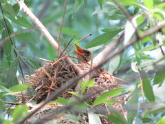 Turdus pilaris
