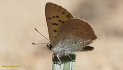 Tharsalea nivalis