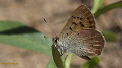 Tharsalea nivalis