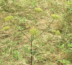 Polytaenia