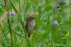 Locustella lanceolata