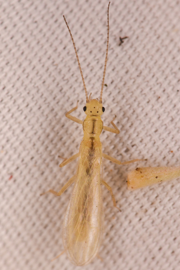 Lined Sallfly