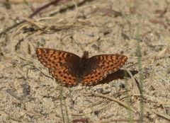 Boloria freija