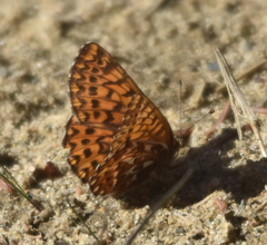 Boloria freija