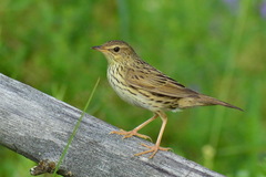 Locustella lanceolata